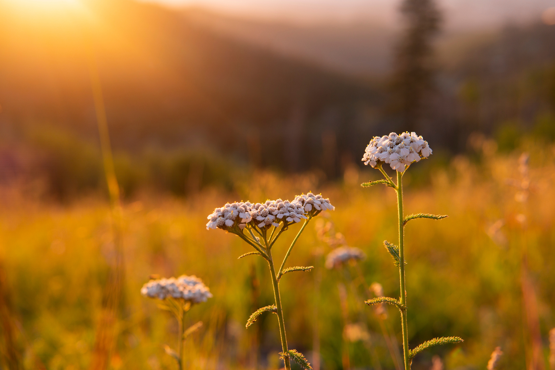 Shallow Focus of Blooming Yarrow Flowers 