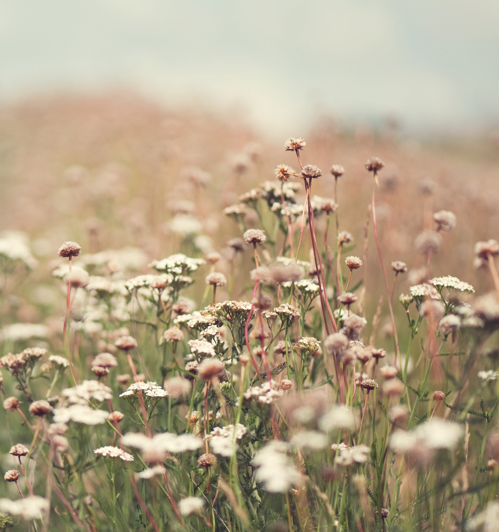Wildflowers
